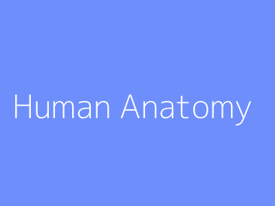 Human Anatomy